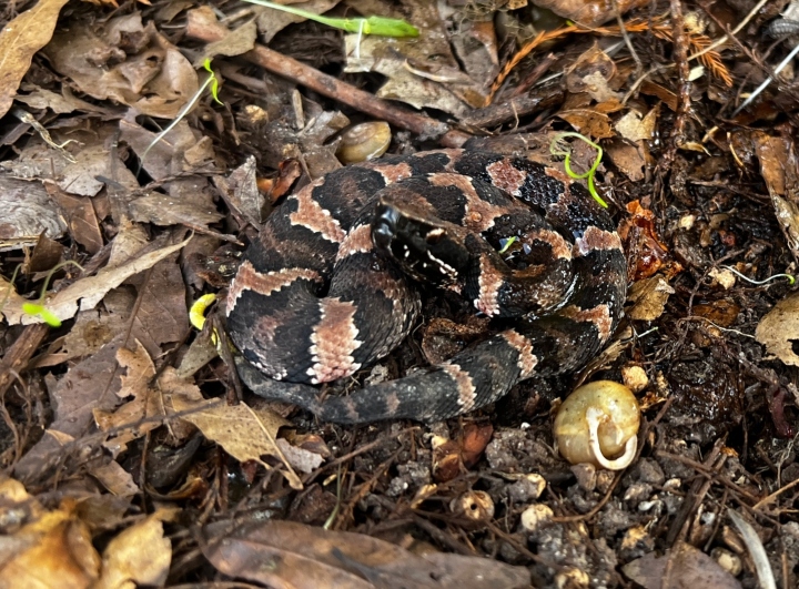 Cottonmouth